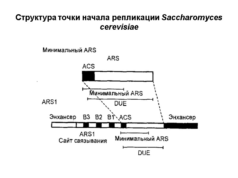 Структура точки начала репликации Saccharomyces cerevisiae